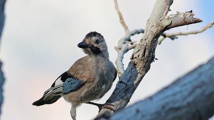 Eurasian Jay