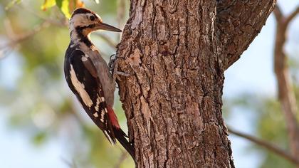 Syrian Woodpecker