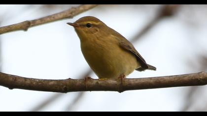 Willow Warbler