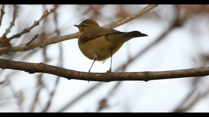 Willow Warbler