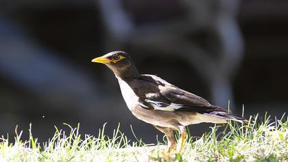 Common Myna