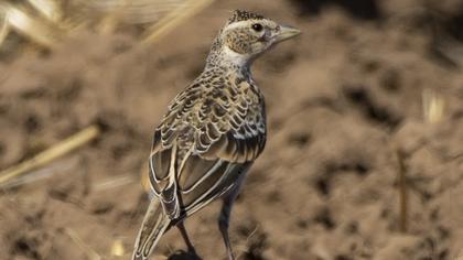 Calandra Lark