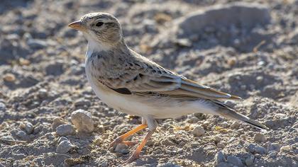 Greater Short-toed Lark