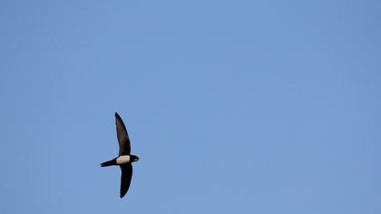 Alpine Swift