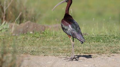 Glossy Ibis