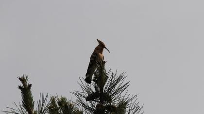 Eurasian Hoopoe