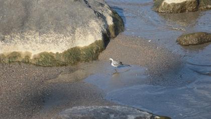 White Wagtail