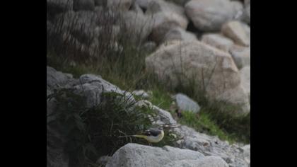 Grey Wagtail
