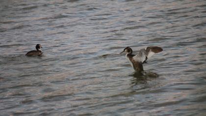 Great Crested Grebe