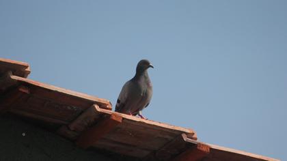 Rock Dove