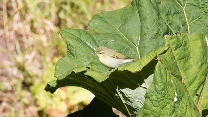 Green Warbler