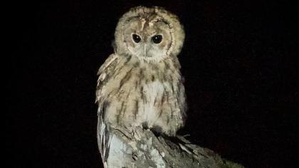 Tawny Owl