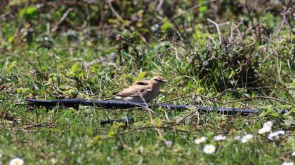 Isabelline Wheatear