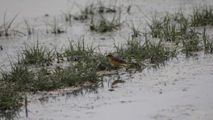 Western Yellow Wagtail