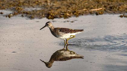 Wood Sandpiper