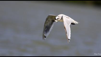 Little Gull