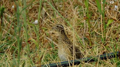 Common Quail