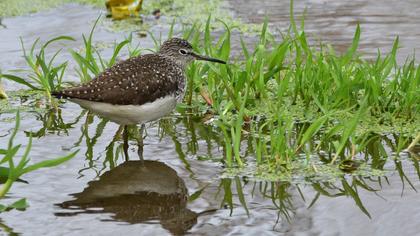 Green Sandpiper