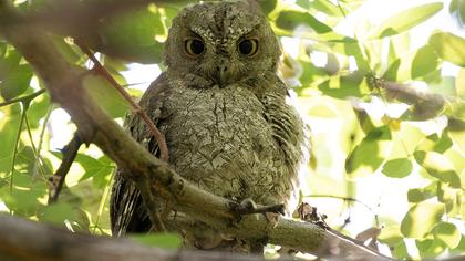 Eurasian Scops Owl