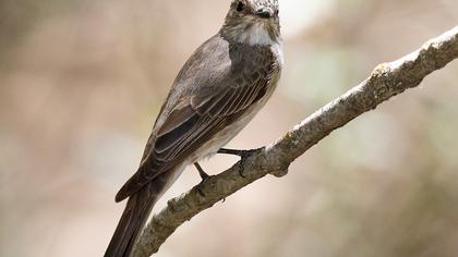 Spotted Flycatcher