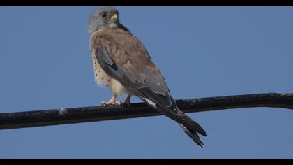 Lesser Kestrel