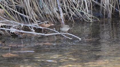 Eurasian Wren