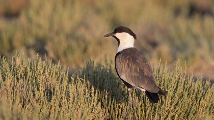 Spur-winged Lapwing