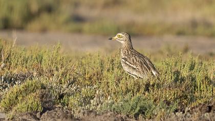 Eurasian Stone-curlew