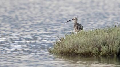 Eurasian Curlew