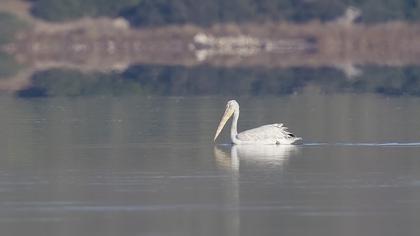 Dalmatian Pelican