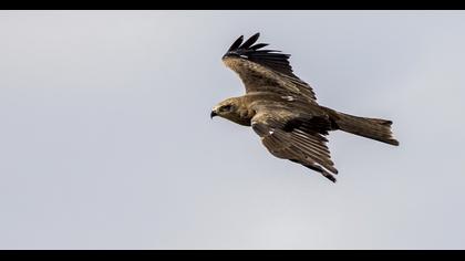 Black Kite