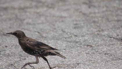 Common Starling