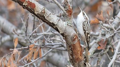 Eurasian Treecreeper