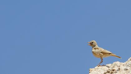 Desert Lark