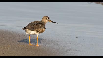 Terek Sandpiper