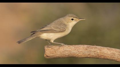 Eastern Olivaceous Warbler