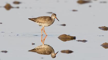 Common Redshank
