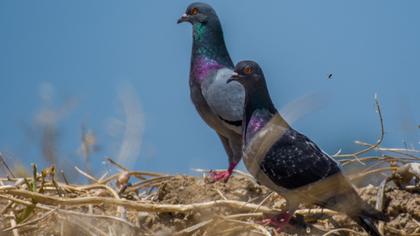 Rock Dove