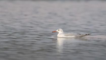 Slender-billed Gull