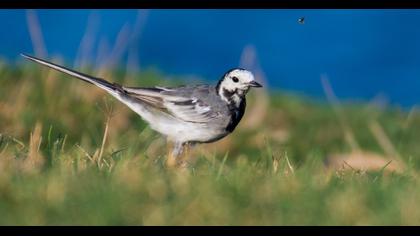 White Wagtail