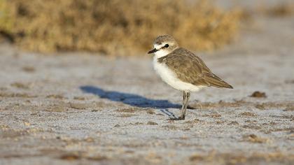 Kentish Plover