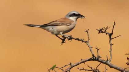 Red-backed Shrike