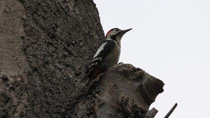 Syrian Woodpecker