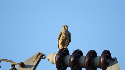 Common Kestrel