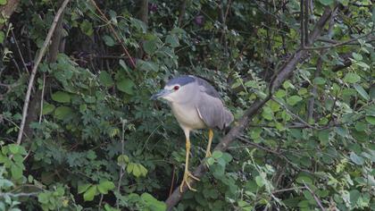 Black-crowned Night Heron