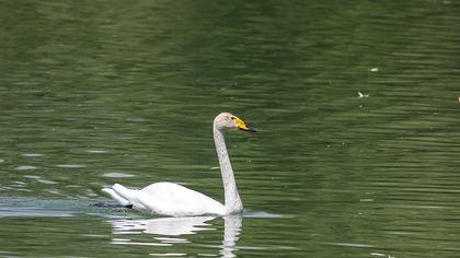 Whooper Swan