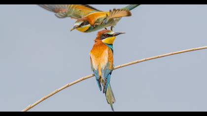European Bee-eater