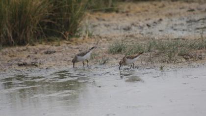 Little Stint
