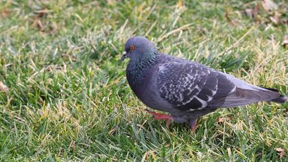 Common Wood Pigeon
