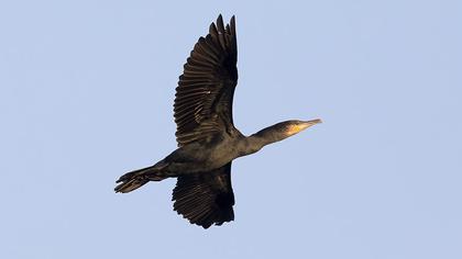 Great Cormorant